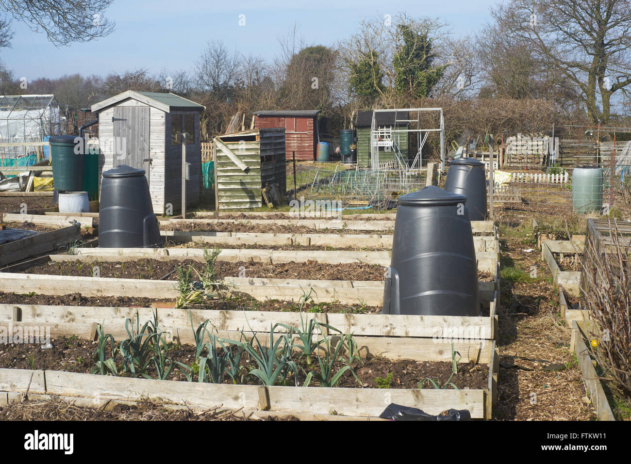 Water butts garden sheds raised beds and greenhouses on an urban allotment in the West Midlands in England in early spring Stock Photo