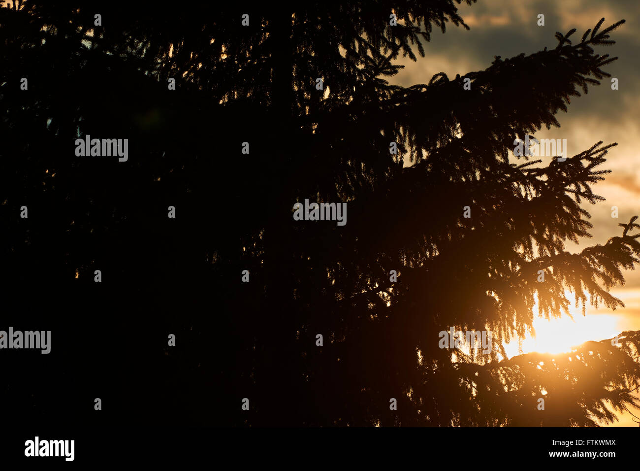 Conifer tree at sunset in nature Stock Photo