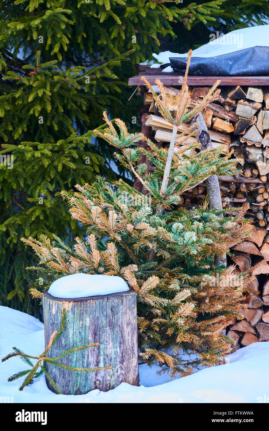 Dead christmas tree hires stock photography and images Alamy