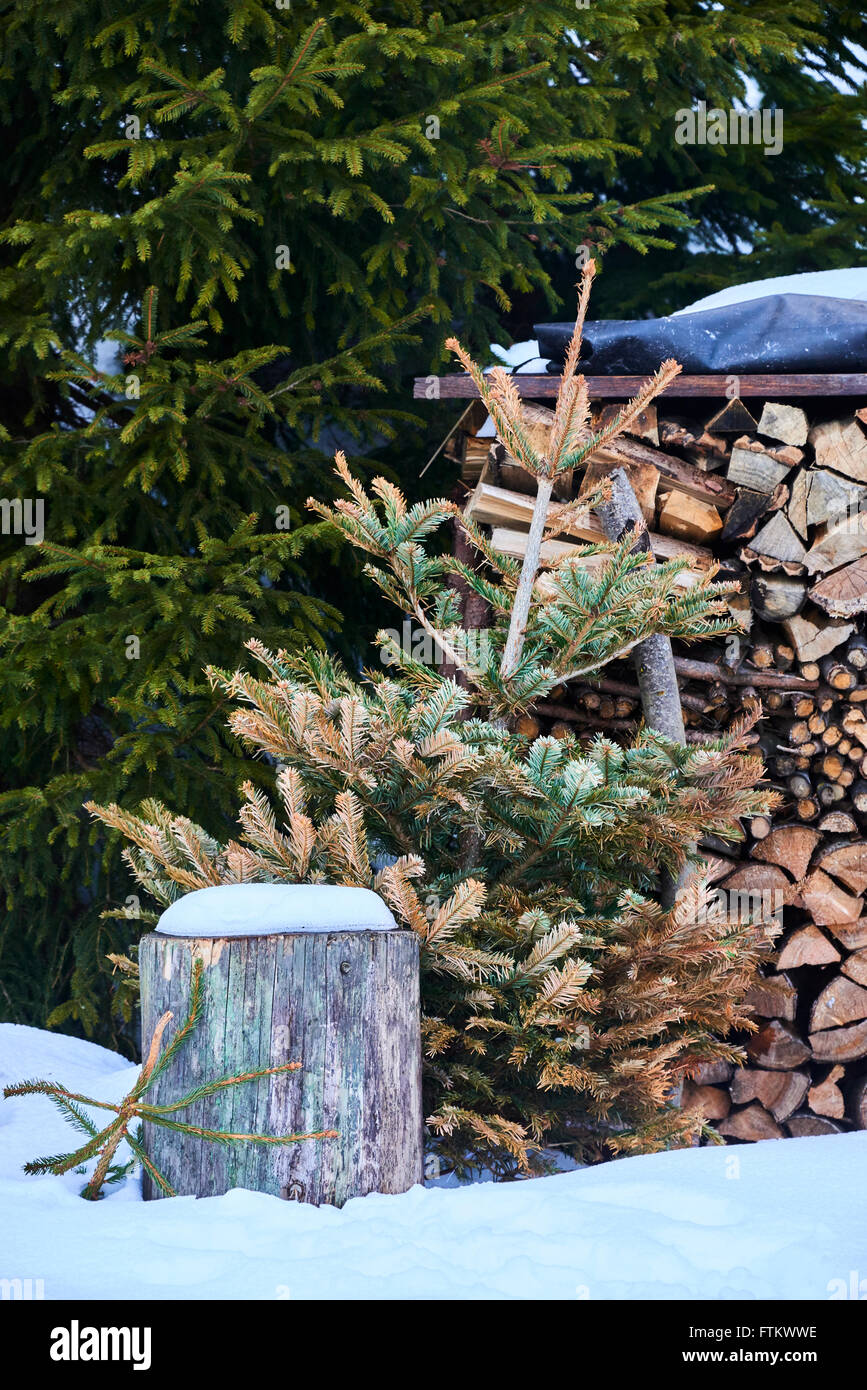 Dead Christmas tree outside ready for firewood Stock Photo Alamy