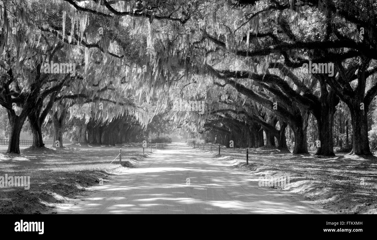 Plantation Driveway –  Slavery Plantation with dirt road driveway, live oak trees and Spanish moss in the deep south Stock Photo