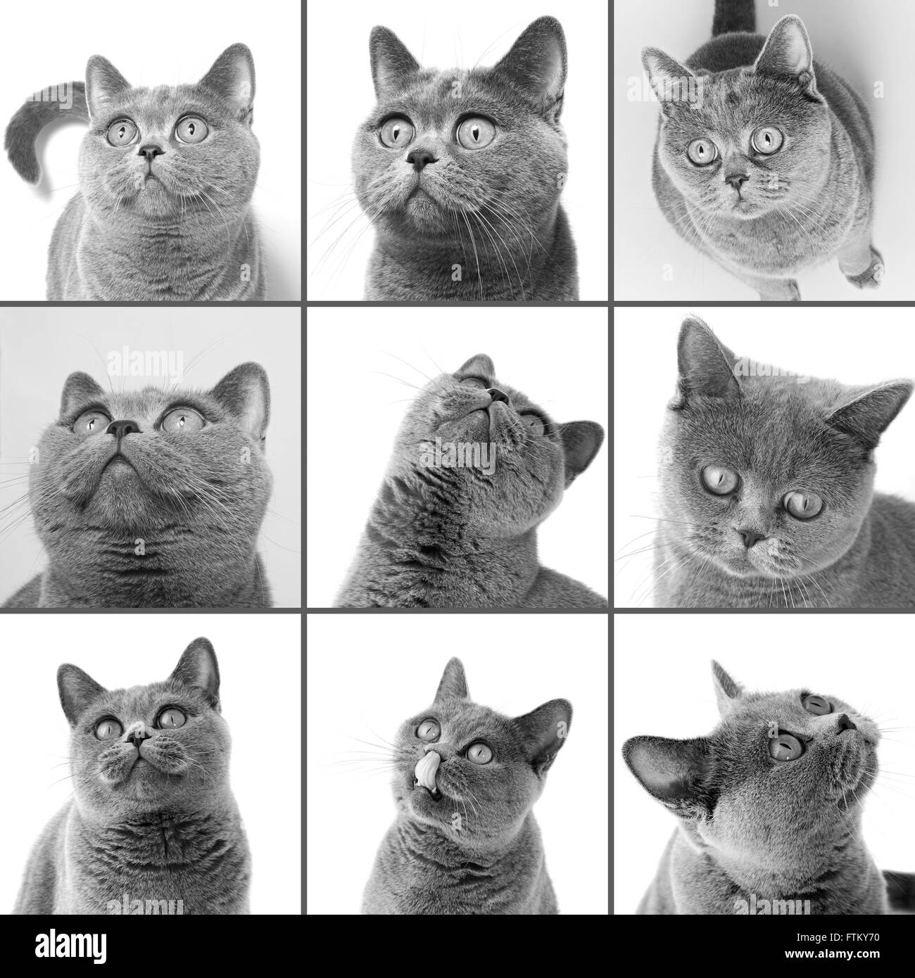 Cat Breeds Black And White Stock Photos Images Alamy