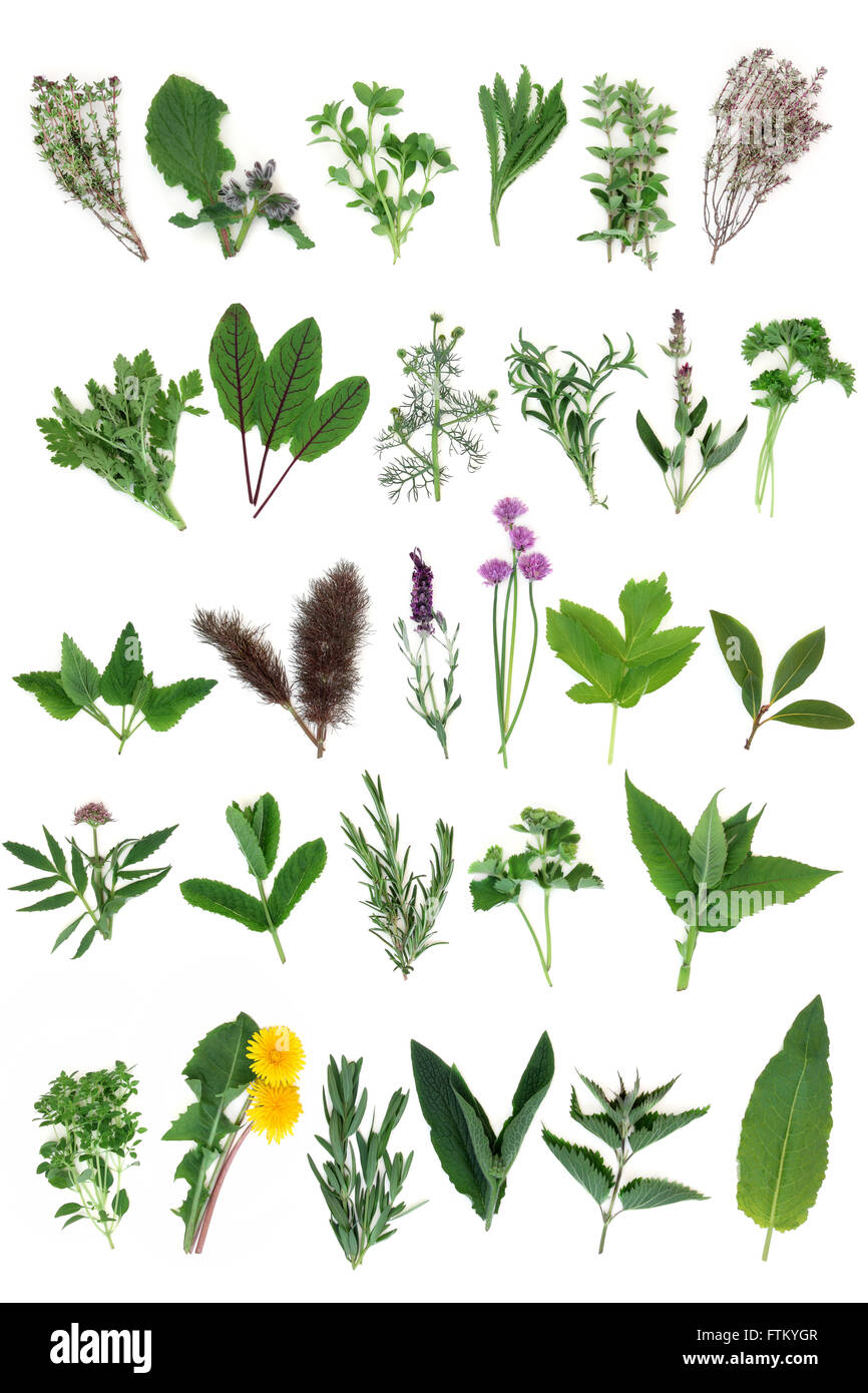 Large fresh herb selection used for culinary and alternative herbal