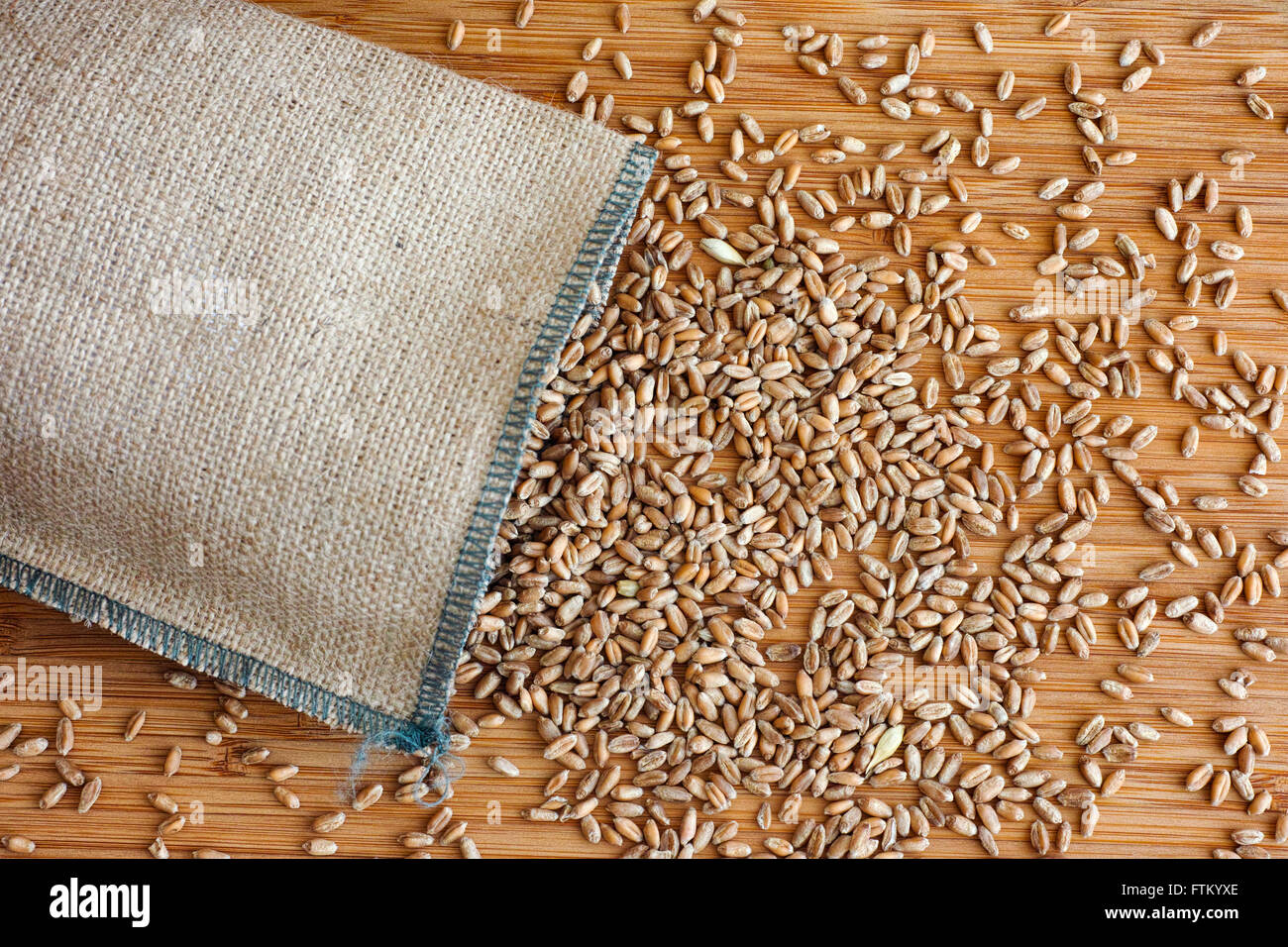 Whole wheat grain kernels spilling out of burlap bag. Close up. Stock Photo