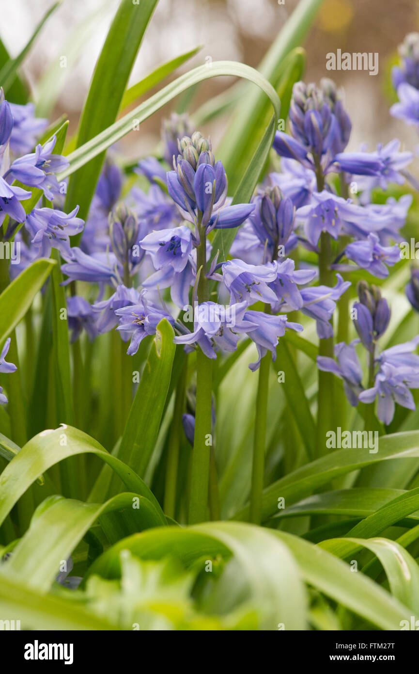 Hyacinthoides hispanica. Spanish bluebells in a garden. Invasive plant species Stock Photo