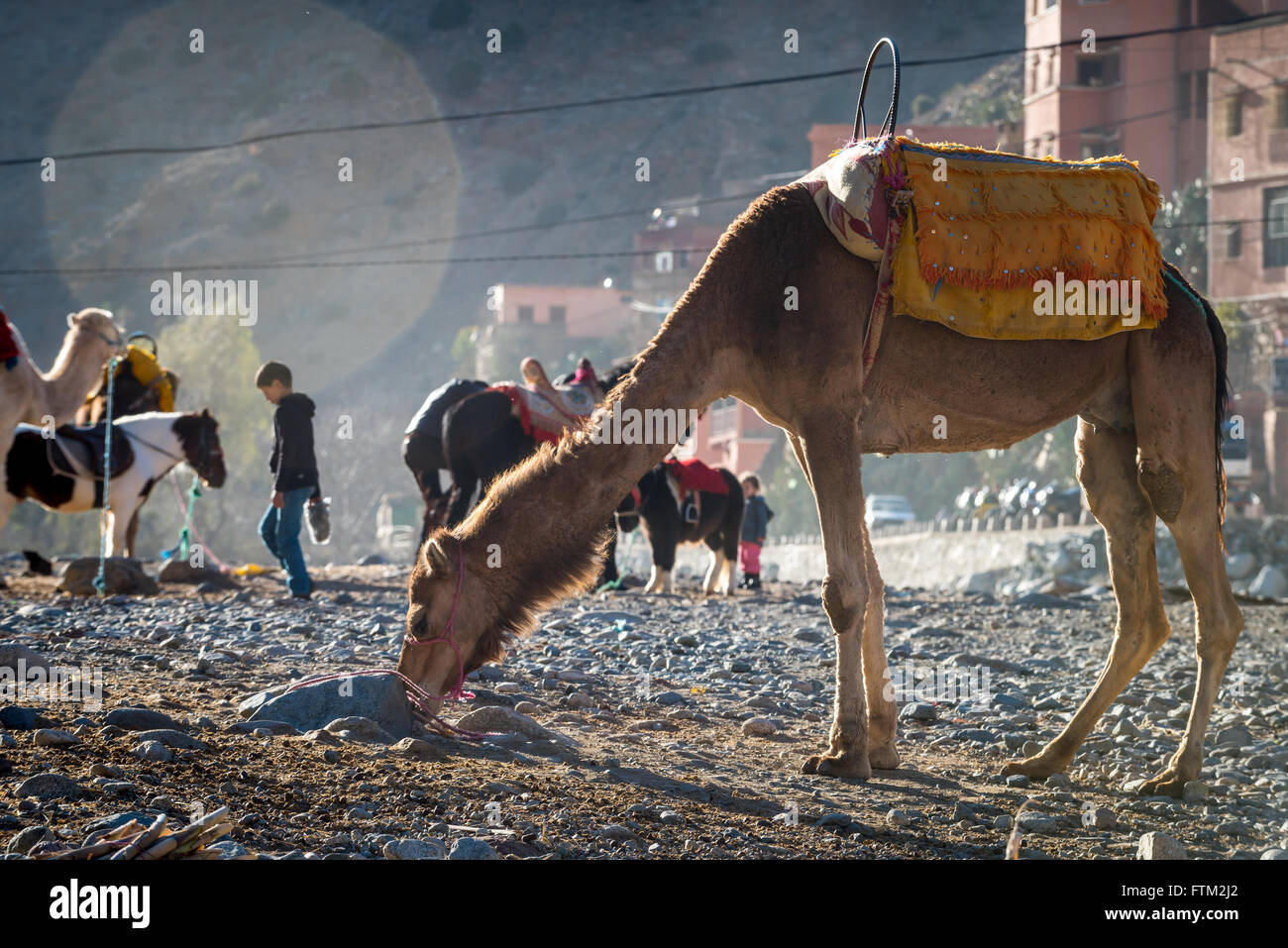 A working camel resting during a work day in the foothills of the Atlas Mountains in Morocco. Stock Photo