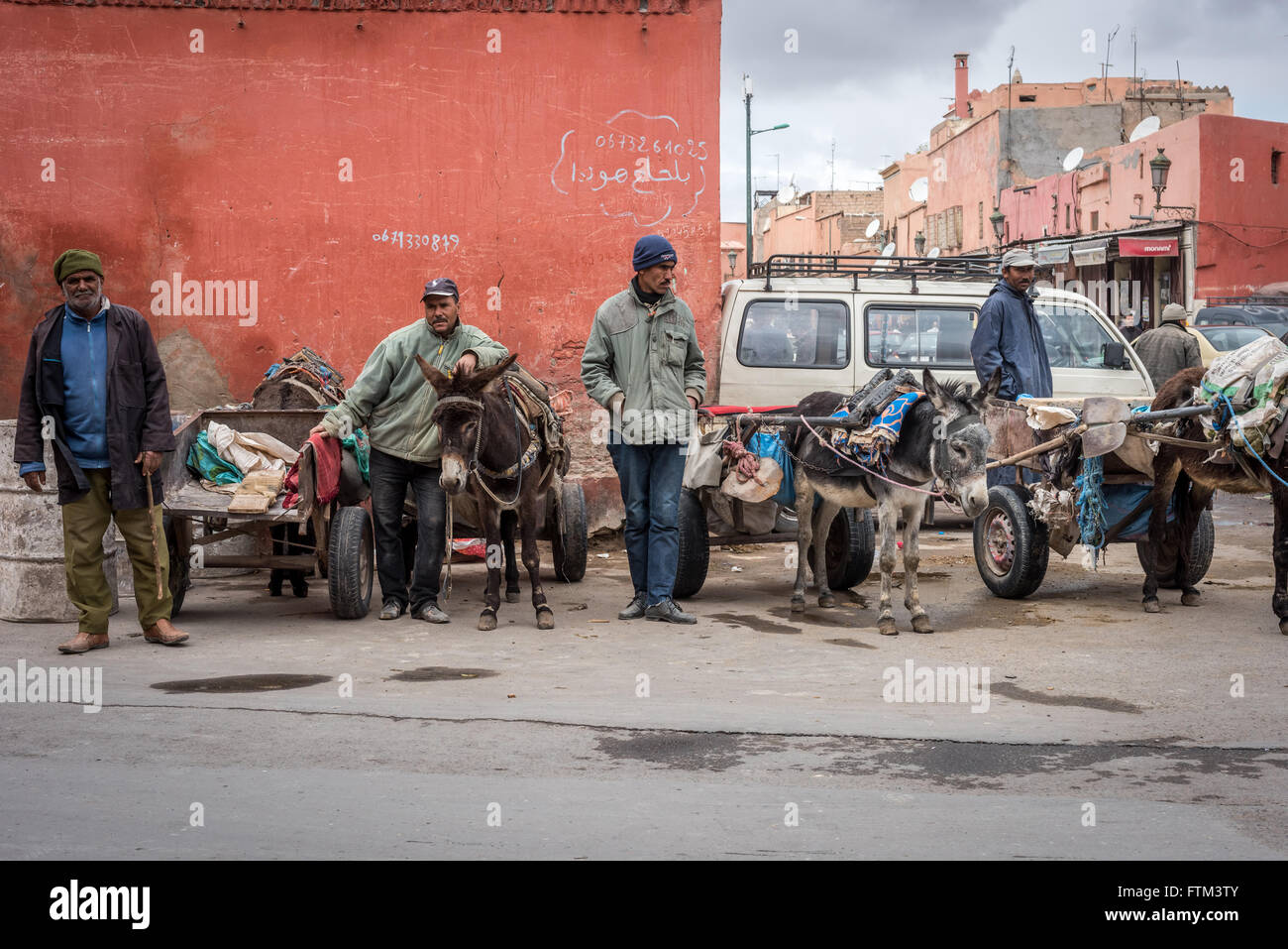 Donkeys for hire as beasts of burden, with their owners on a busy street in Marrakech. Stock Photo