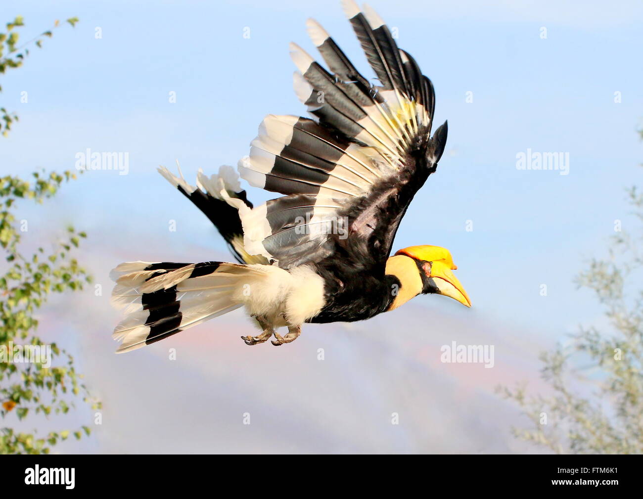 Female Great Indian Hornbill (Buceros bicornis) in flight at close range.  A.k.a. Asian great pied Hornbill Stock Photo