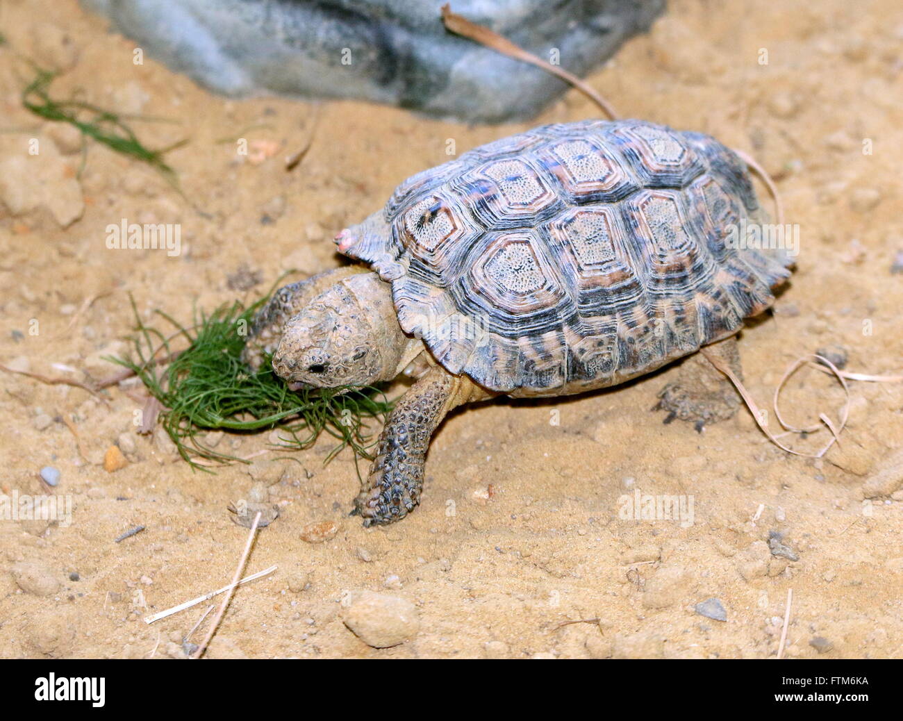 South African Speckled Cape Tortoise or Speckled Padloper (Homopus Signatus) eating grass. Smallest tortoise in the world Stock Photo