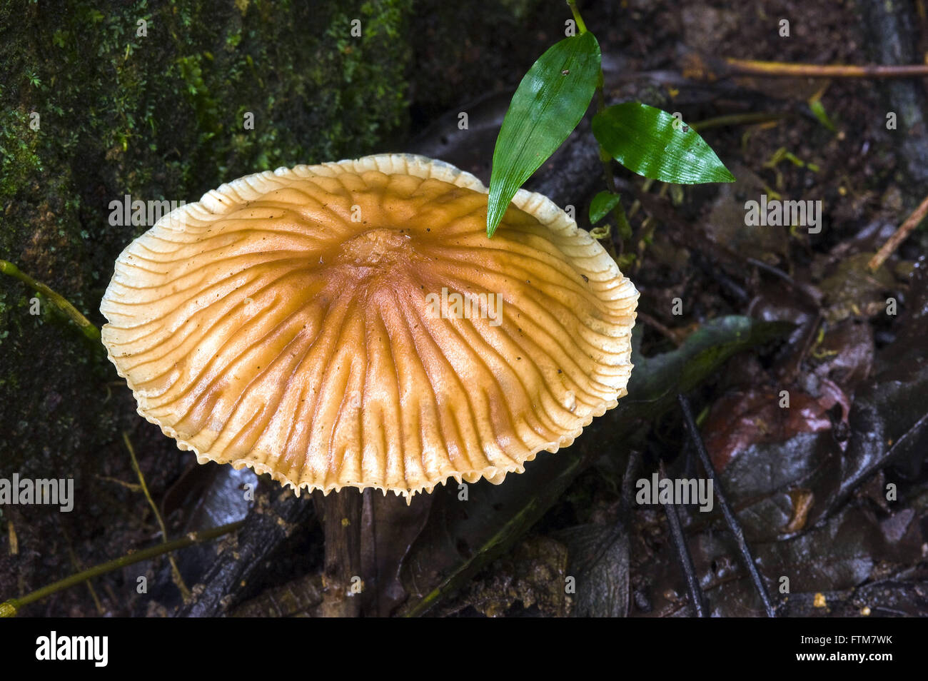 Close fungus in the rain forest Stock Photo - Alamy