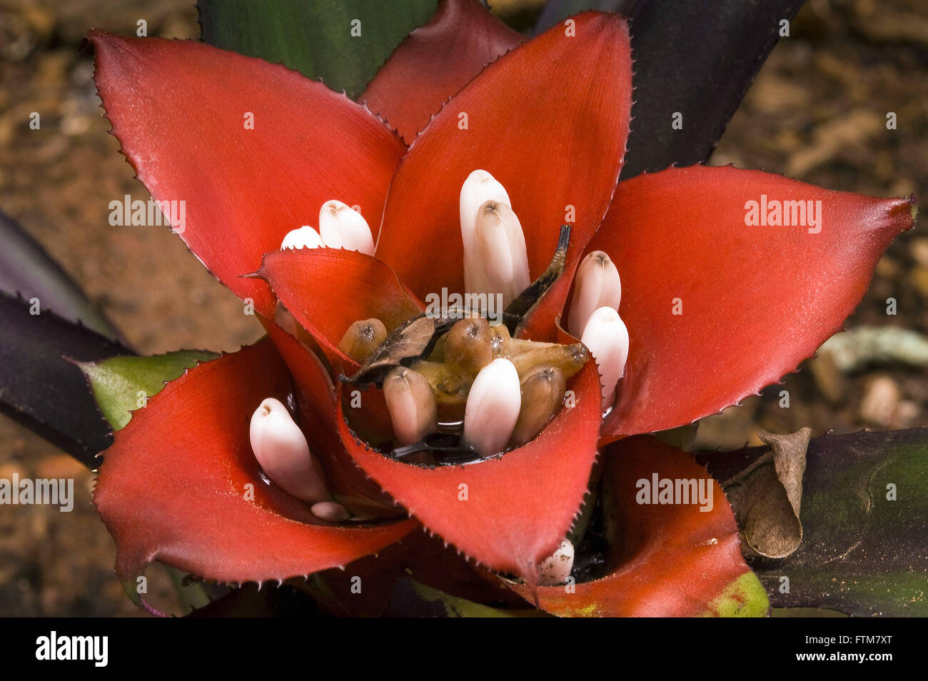 Close bromelia of the rain forest Stock Photo