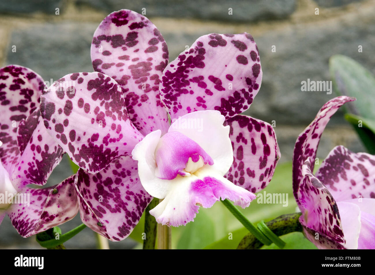 Orquidea Cattleya brabantiae Stock Photo