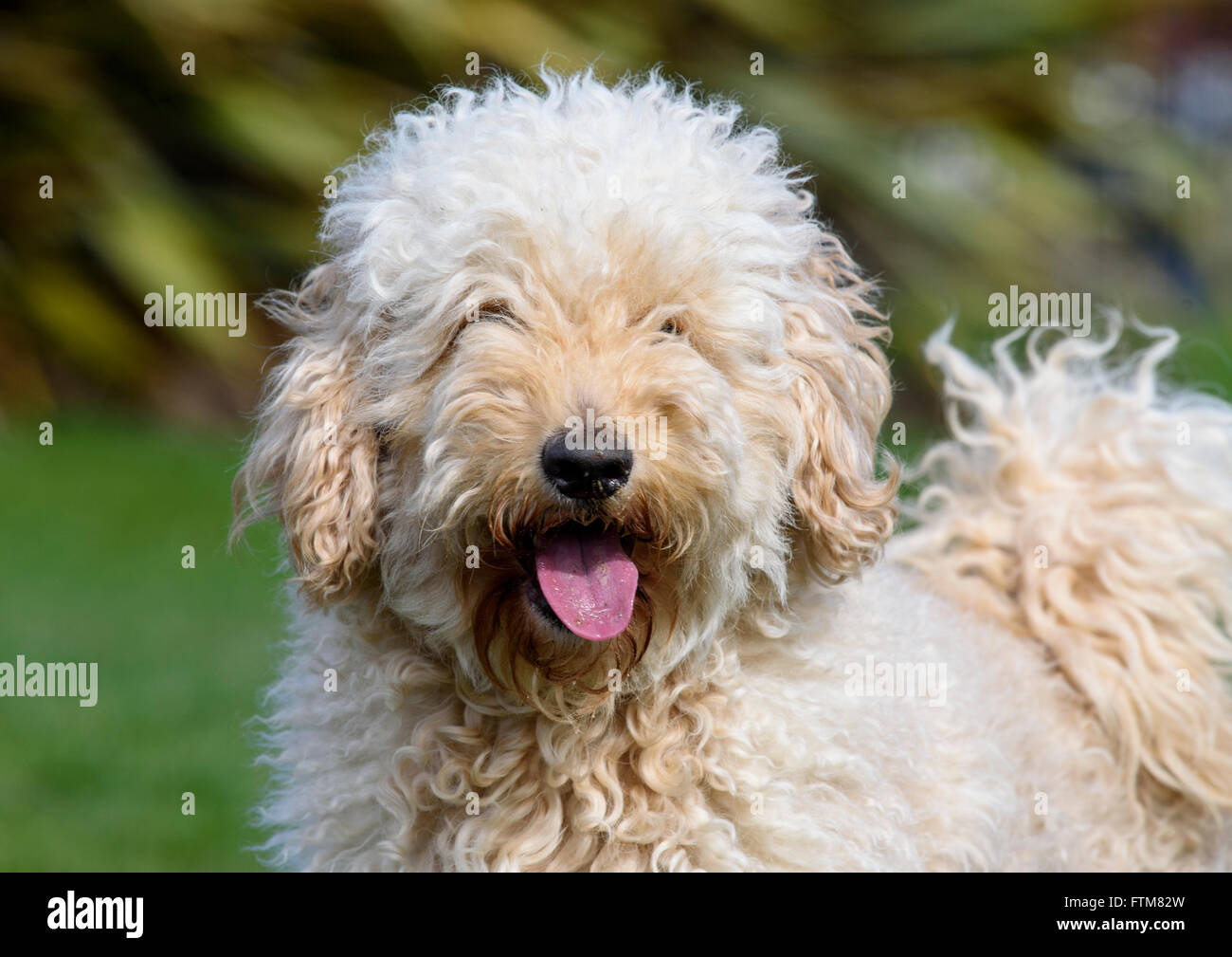 Beige (Apricot) coloured very hairy Labradoodle panting and looking at