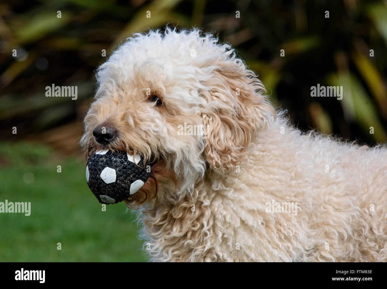 Beige Labradoodle Stock Photos Beige Labradoodle Stock Images