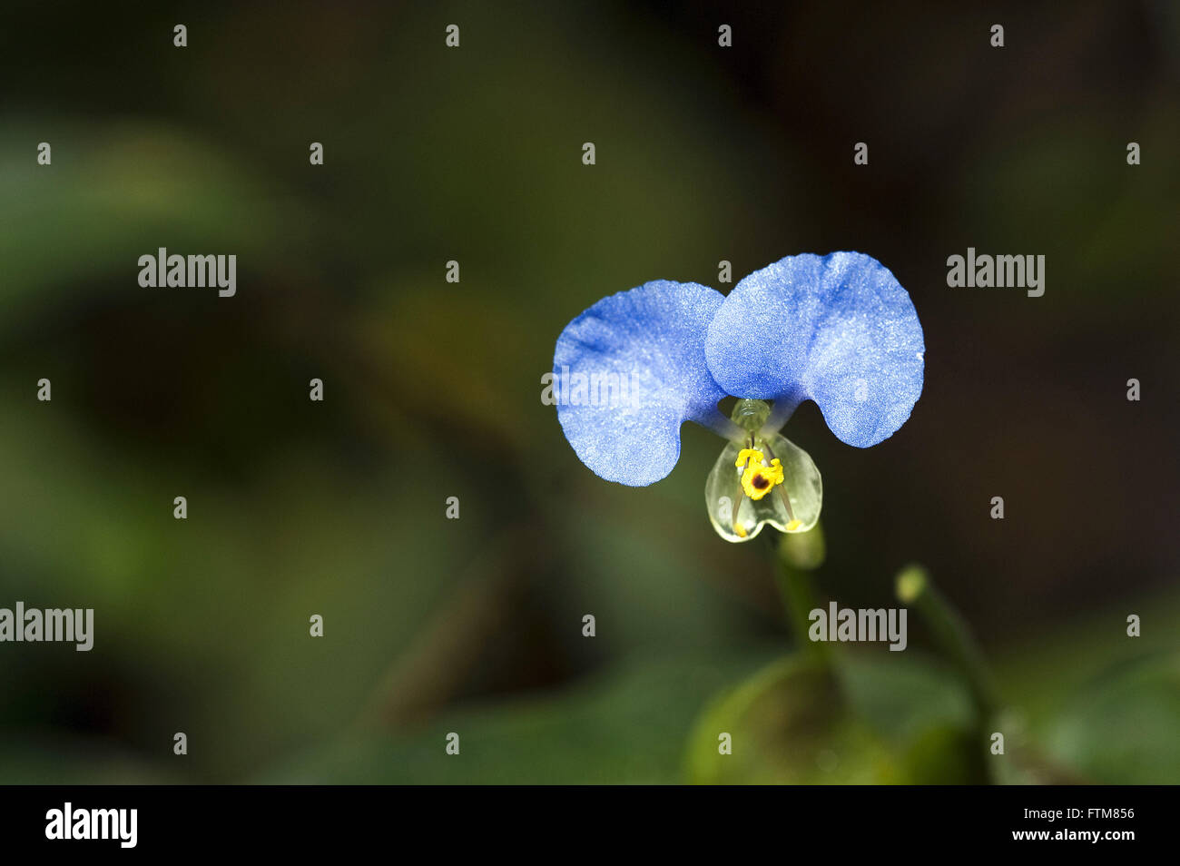 Spiderwort-blue family Commelinaceae Stock Photo