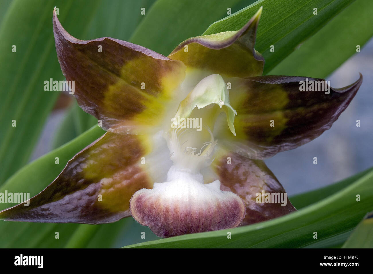 Orquidea - plant native to rain forest Stock Photo