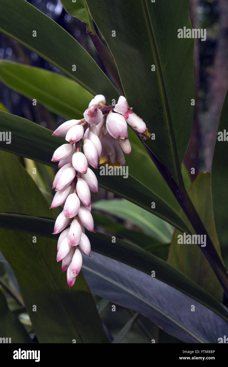 Gingershell Stock Photo Alamy