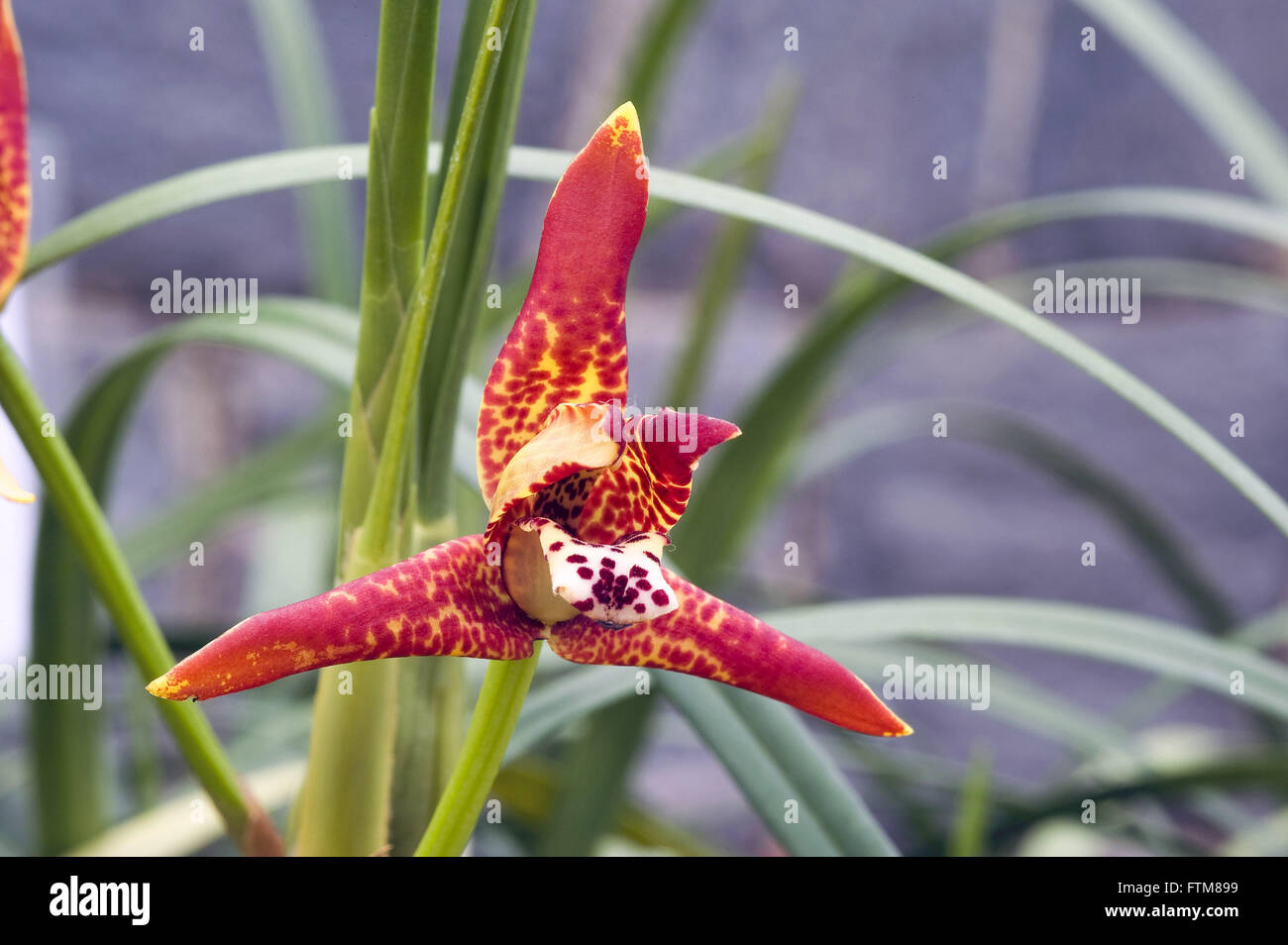 Orchid Maxillaria tenuifolia Stock Photo