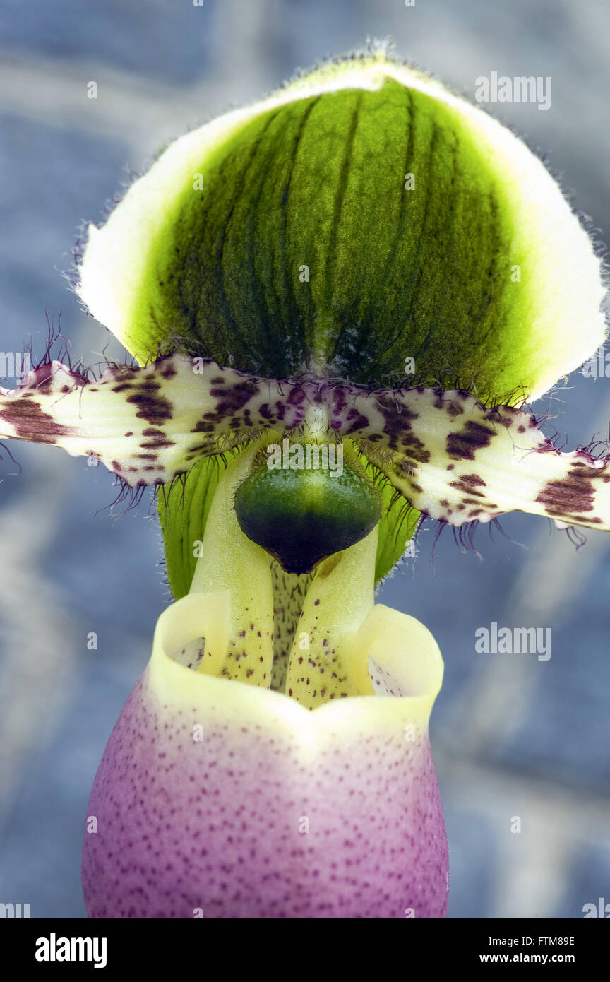 Paphiopedilum orchid glaucophyllum Stock Photo