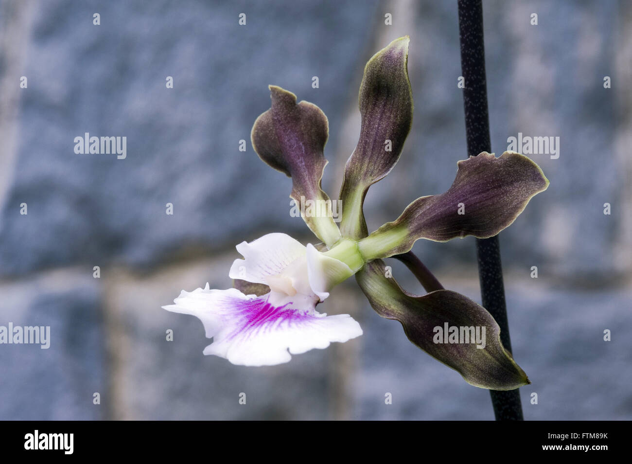 Orchid Encyclia randii Stock Photo