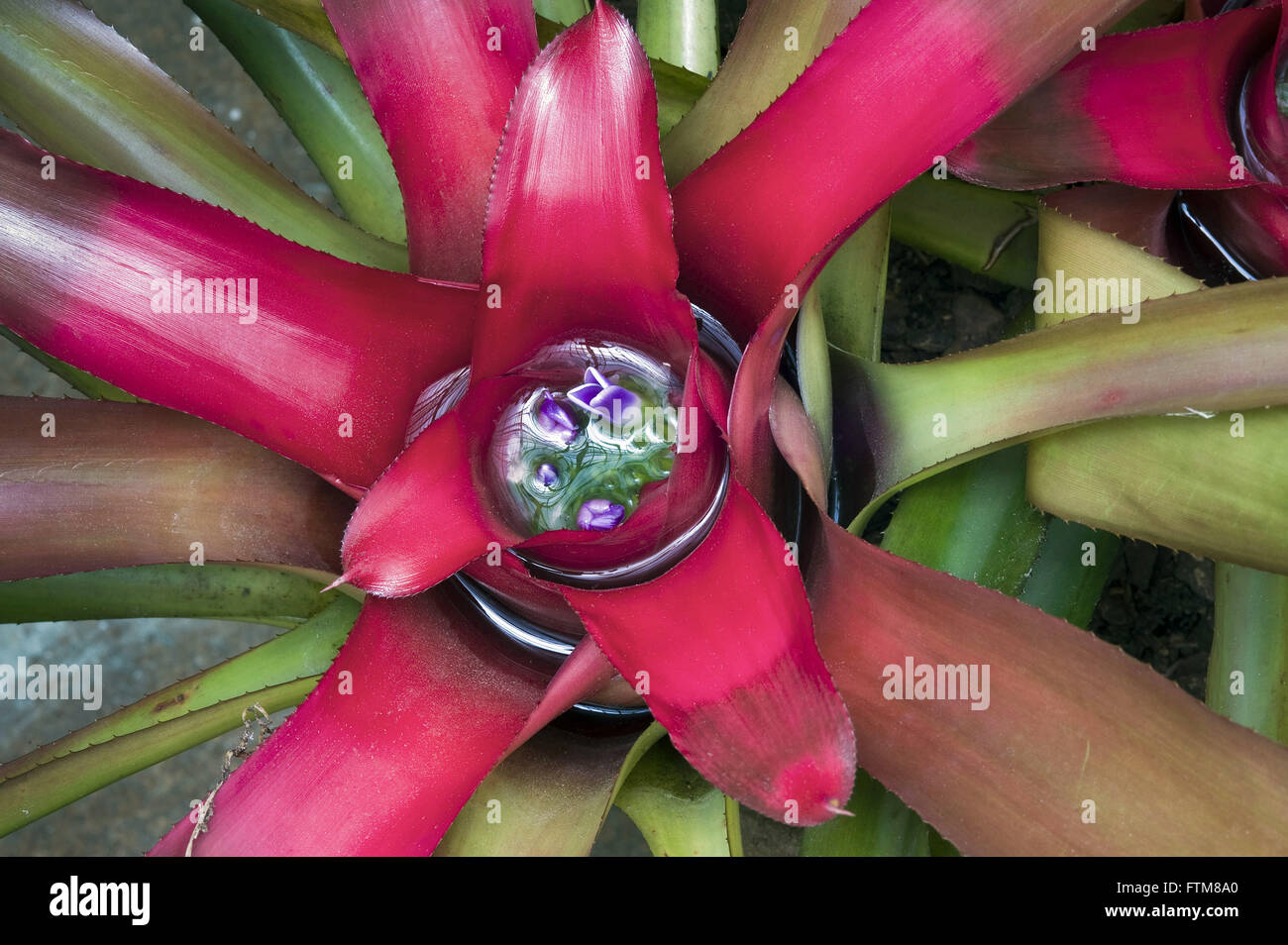 Bromelia - plant native to the rain forest Stock Photo
