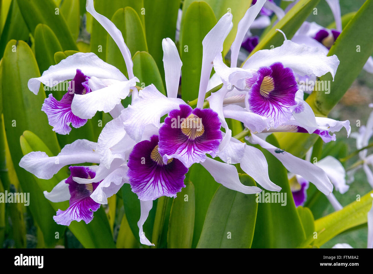 Orquidea Cattleya intermedia Stock Photo
