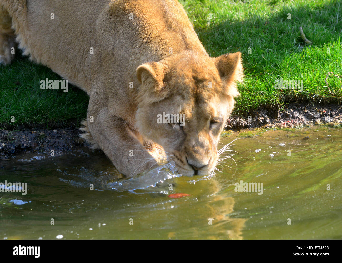 ZSL London Zoo’s new exhibit, Land of the Lions Stock Photo Alamy