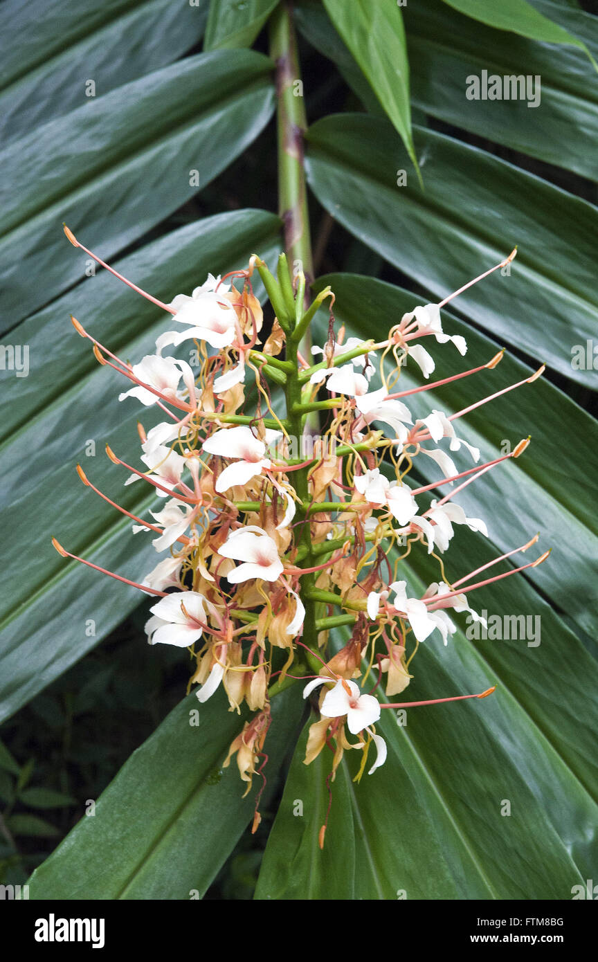 Ginger Flower Zingiberaceae family - plant from Tropical Asia Stock Photo