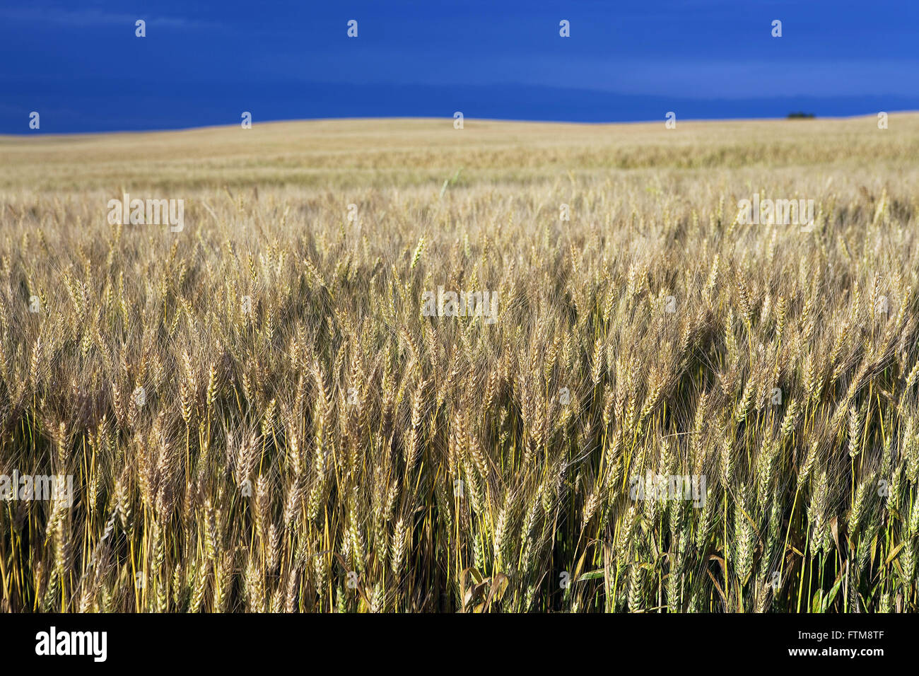 Plantacao de trigo Stock Photo - Alamy