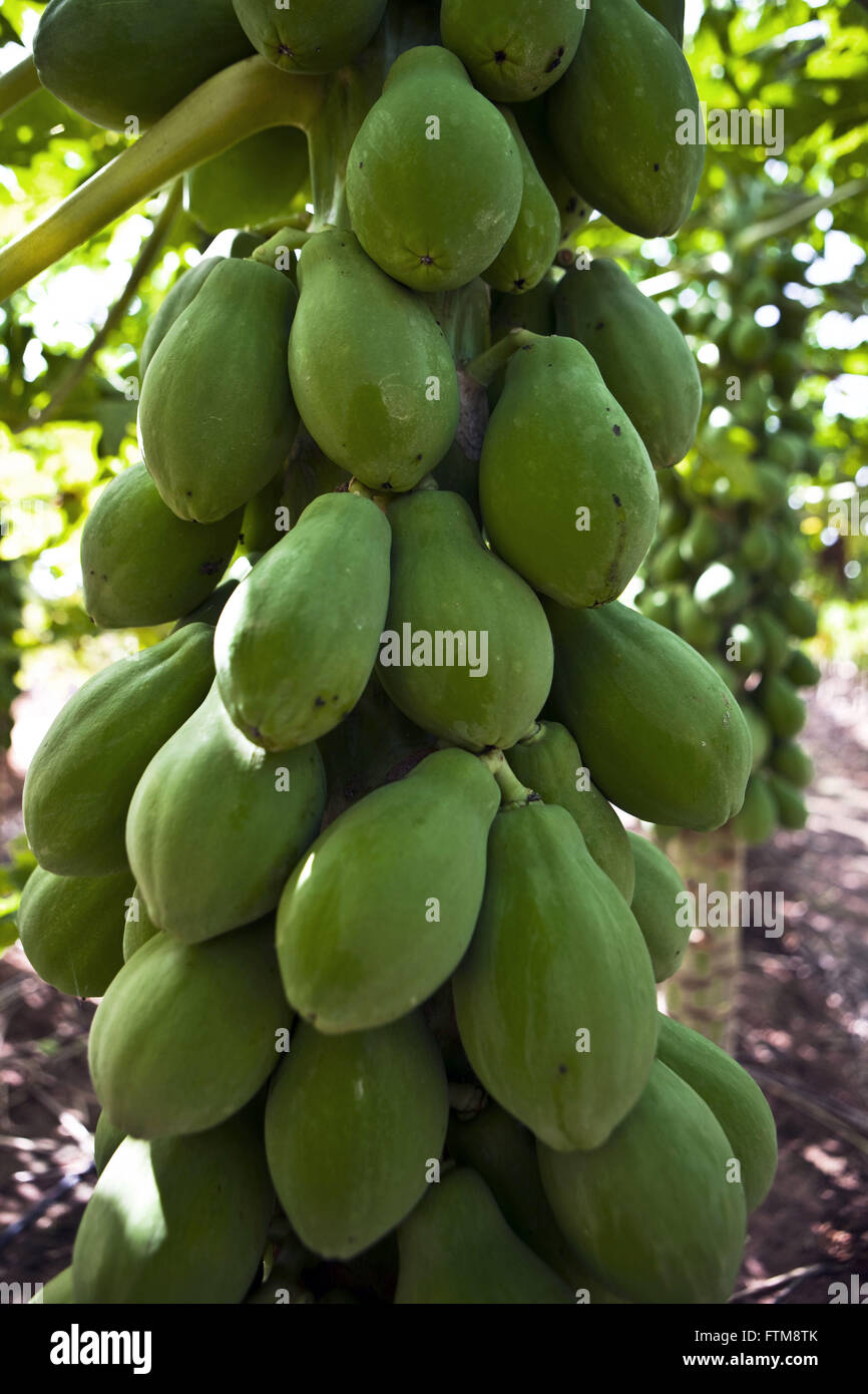 Plantation of papaya in the rural town of Linhares, Espirito Santo Stock Photo