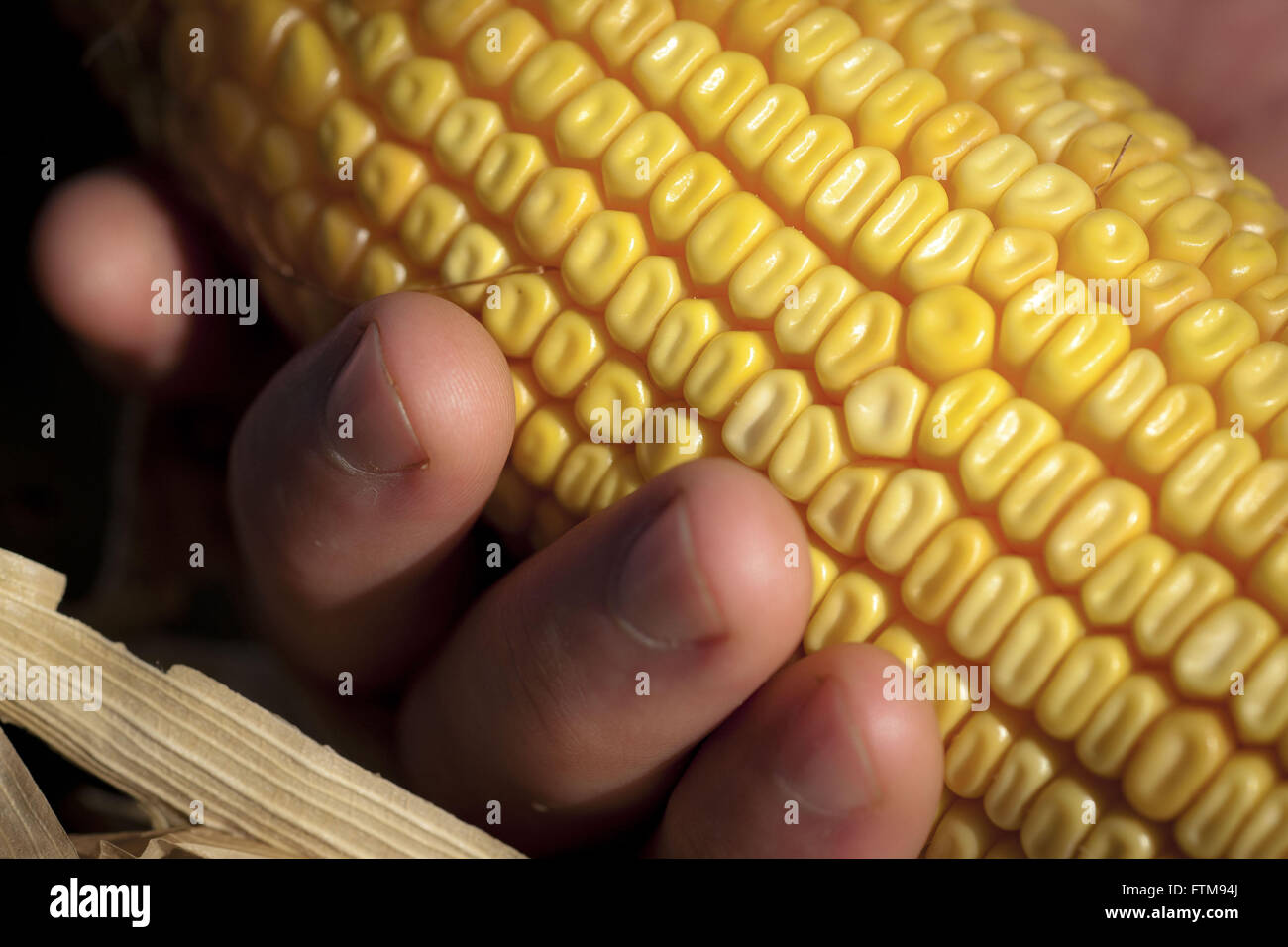 Corn on the Cob Stock Photo