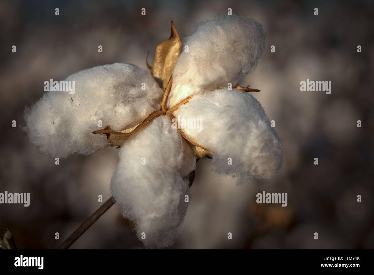 Cotton lint hires stock photography and images Alamy