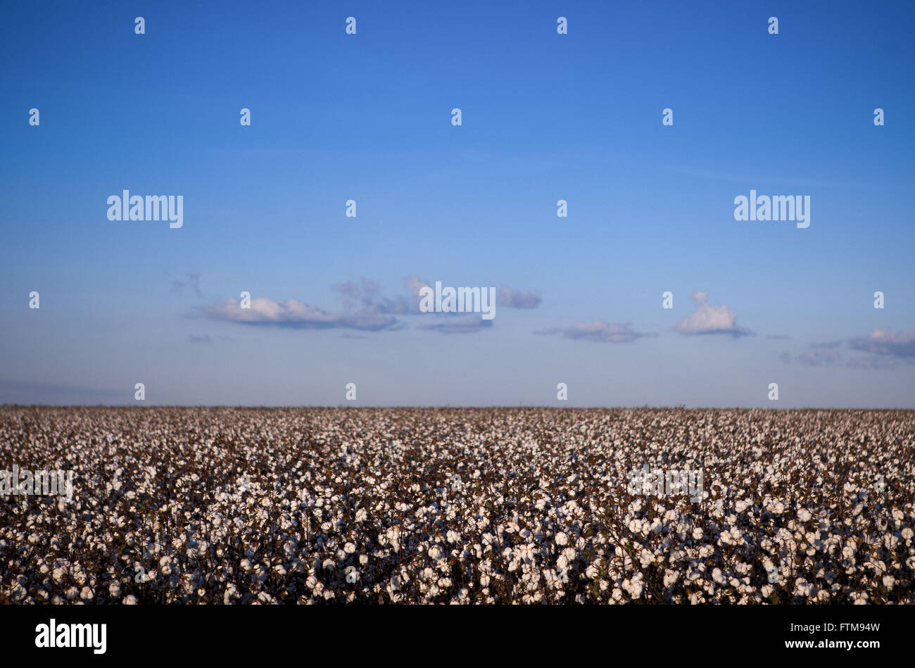 Cotton plantation in northern Mato Grosso Stock Photo