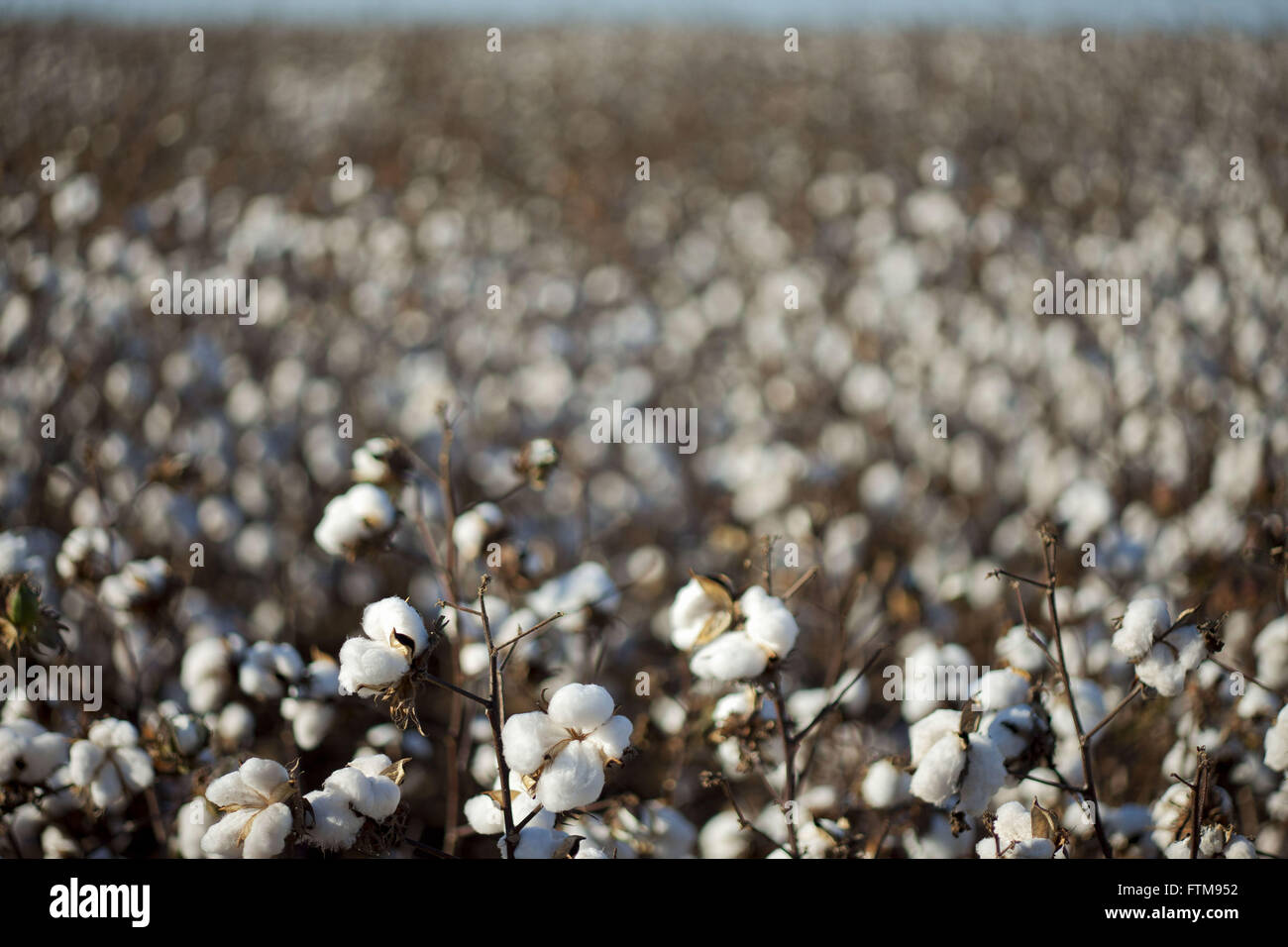 Cotton plantation in northern Mato Grosso Stock Photo