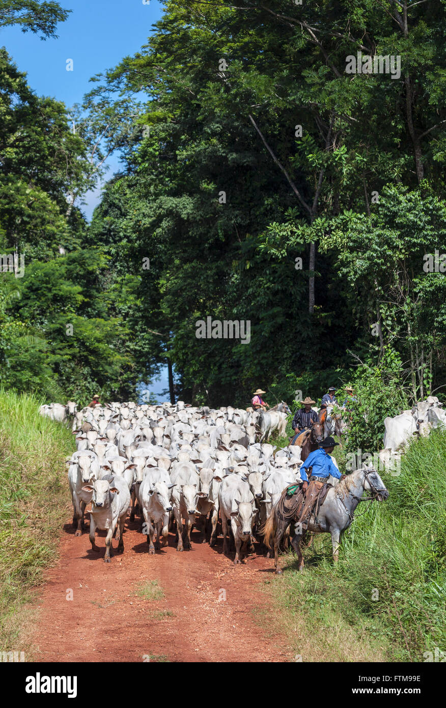 Pedestrians driving cattle on a dirt road Stock Photo - Alamy
