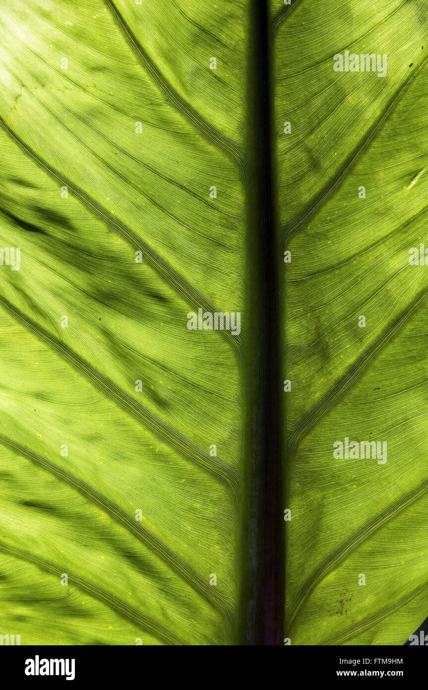 Texture in foliage vegetation Stock Photo
