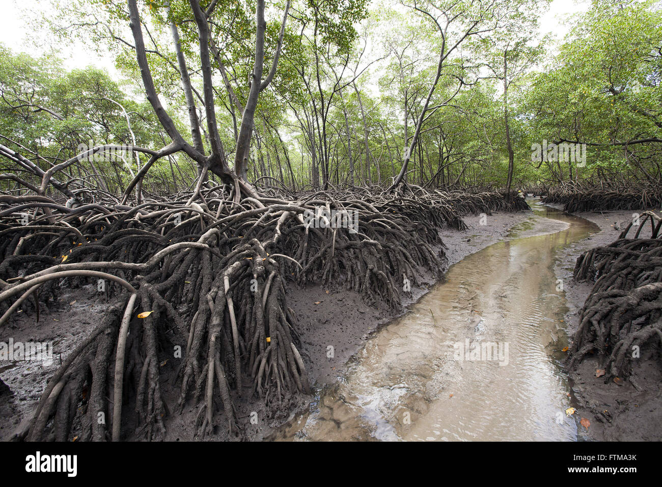 Mangroves south of Boipeba - Archipelago Tinhare Stock Photo