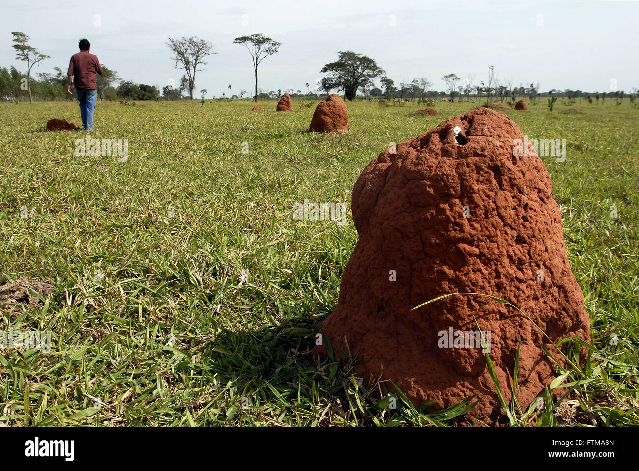 Termite mounds in pasture Stock Photo
