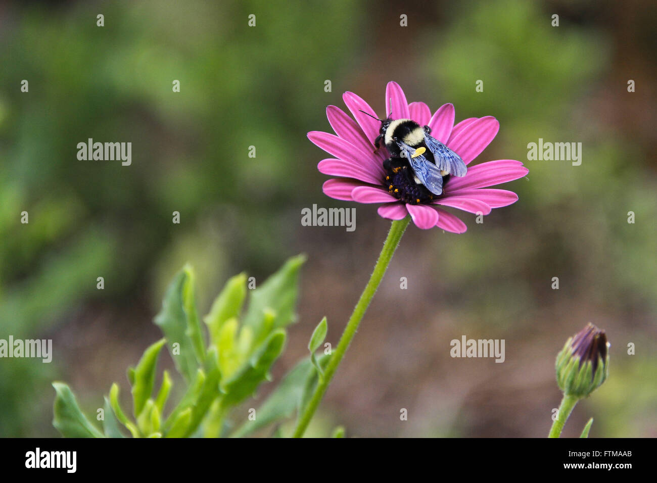 Bee on flower - Serra Gaucha Stock Photo
