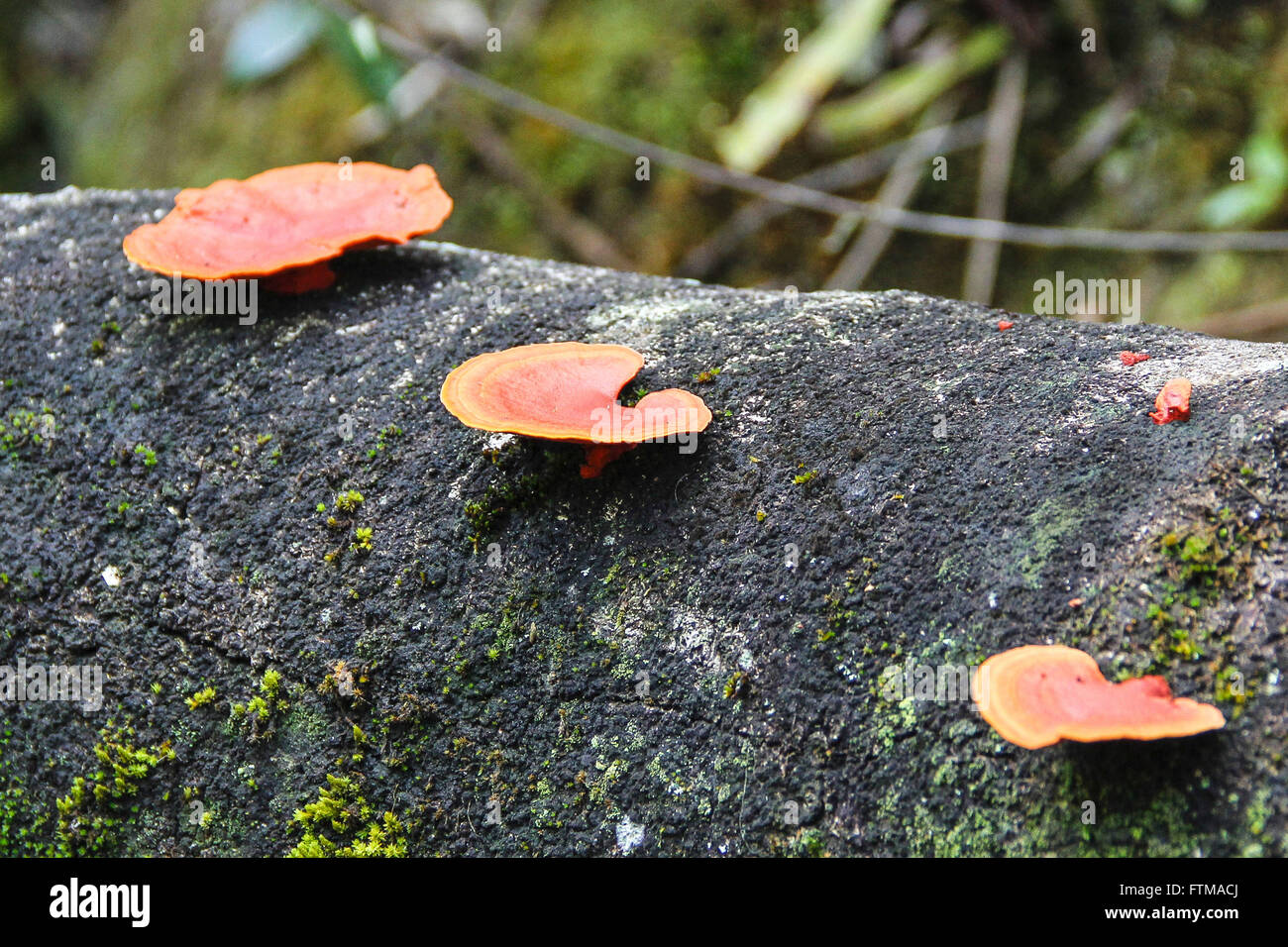 Wood ear fungus in Sierra Parrot State Park Stock Photo