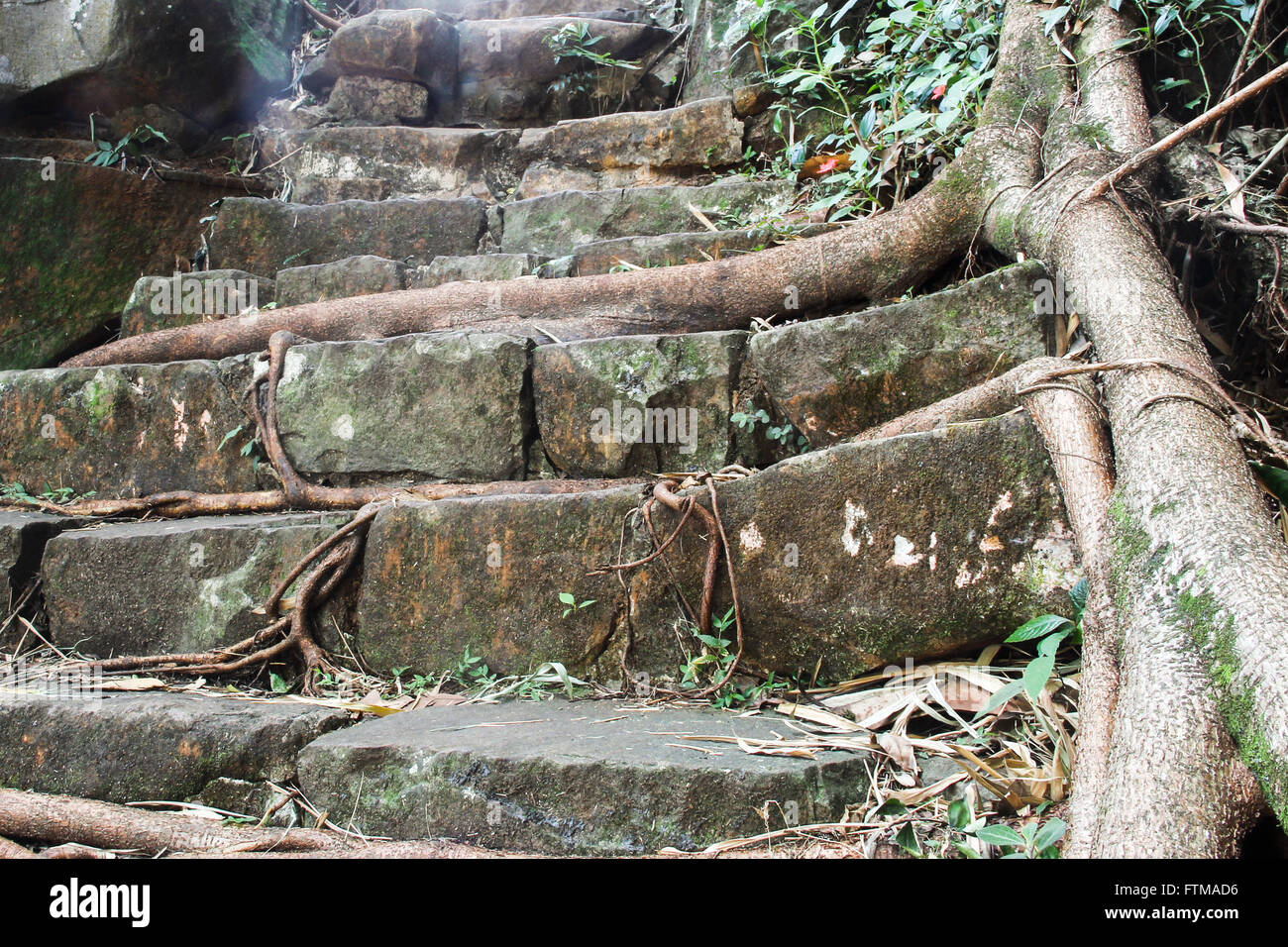 Detail of the root of a tree among rocks at the edge of the staircase in the Rio Jacare Pepira Saltos Park Stock Photo