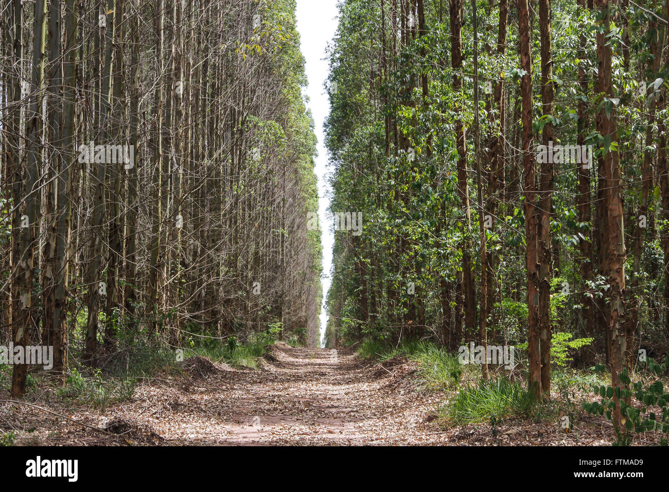 Track bordered by eucalyptus forest Stock Photo