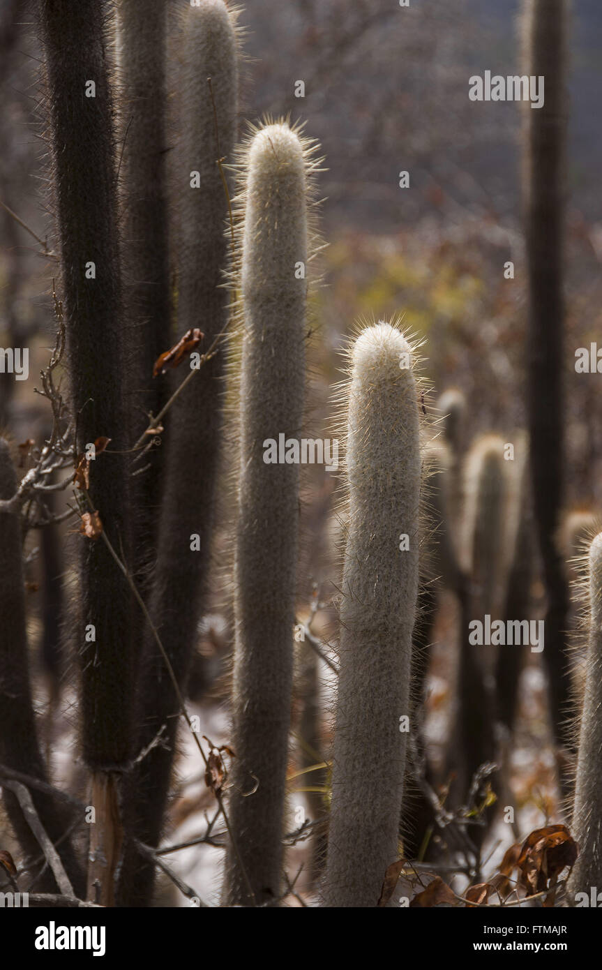 Cactus in the arid landscape of the savanna Stock Photo