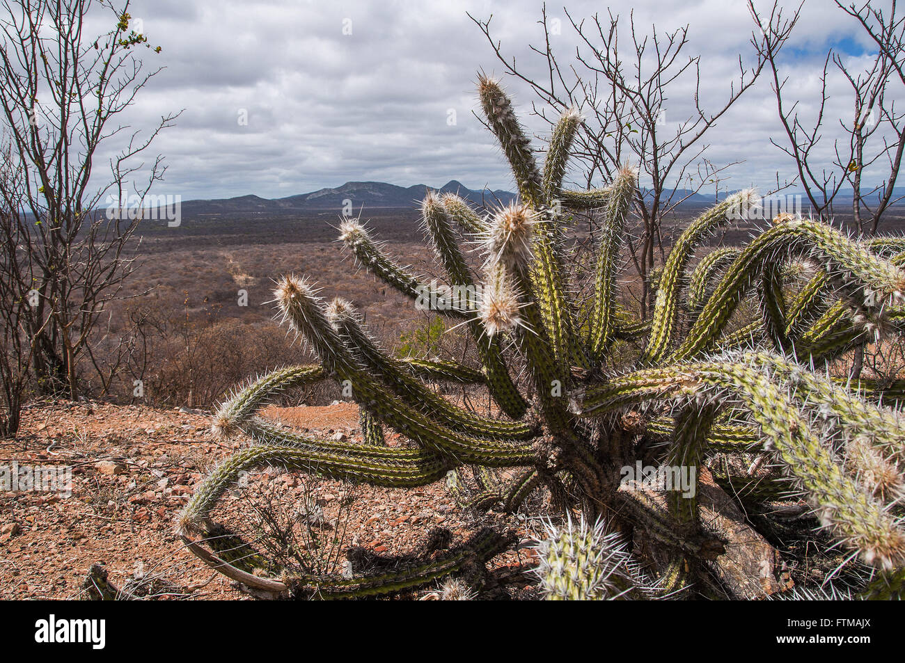 Cactus xique-xique the arid landscape of scrub Stock Photo
