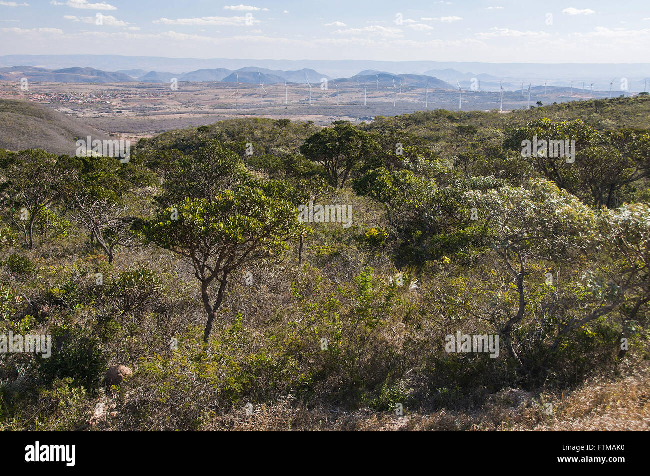 Vegetation in the arid landscape of scrub Stock Photo