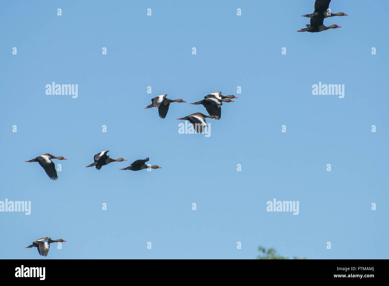 Marrecas-wing-white or mestizo in the Pantanal Stock Photo