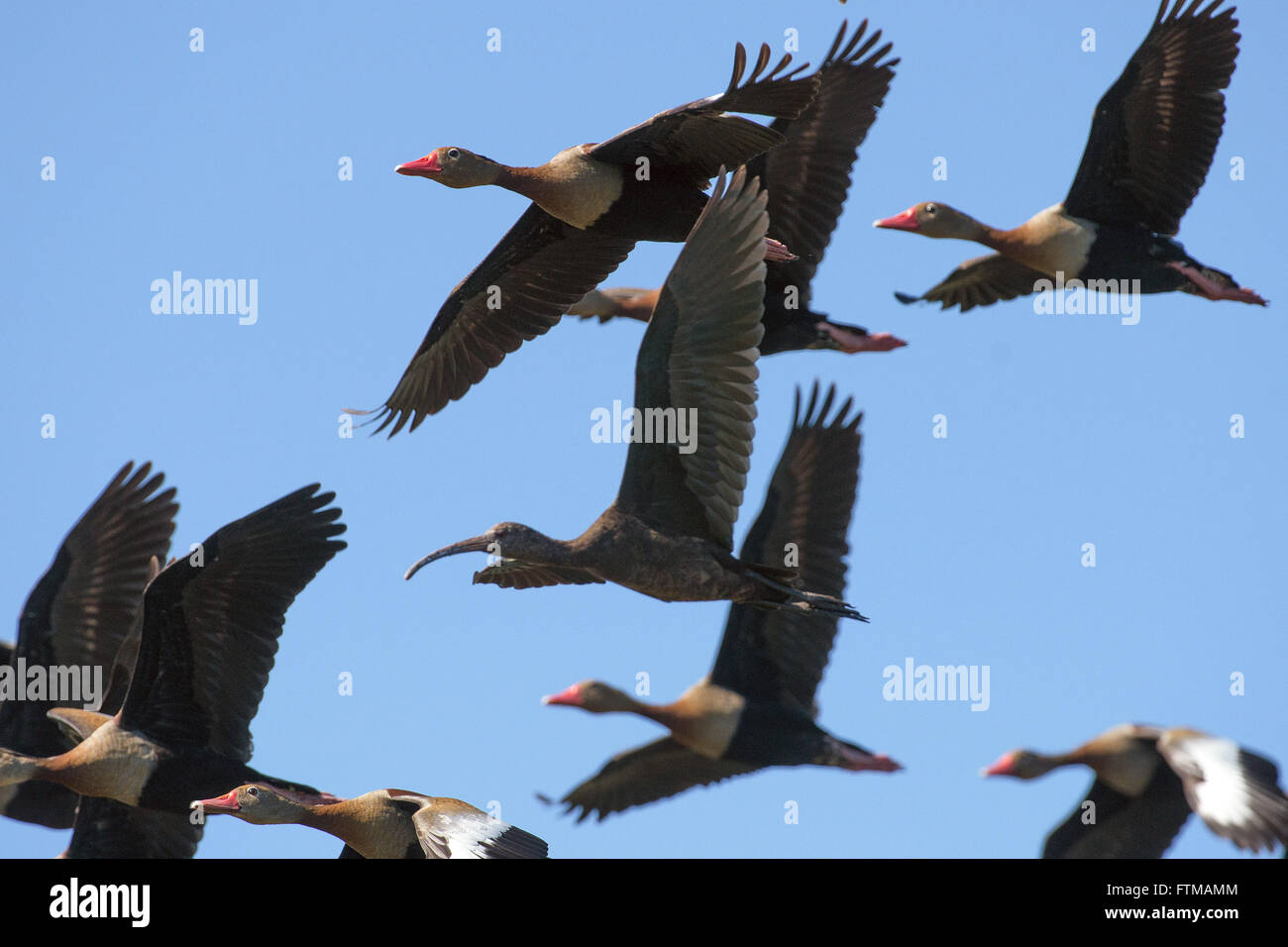 Marrecas-wing-white or mestizo in the Pantanal Stock Photo