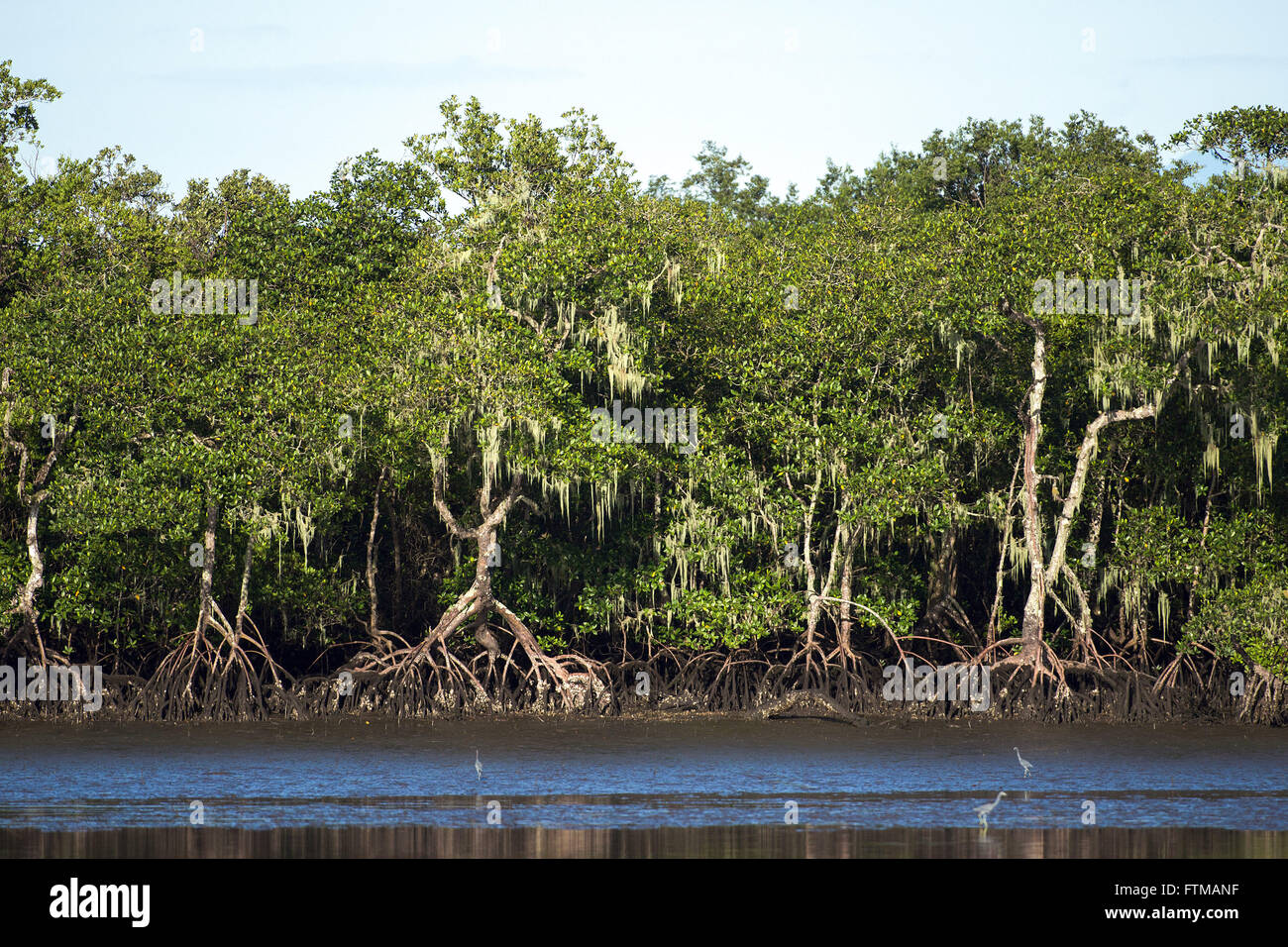 Mangroves at low tide on the Isle of parts in the Bay of Paranagua Stock Photo