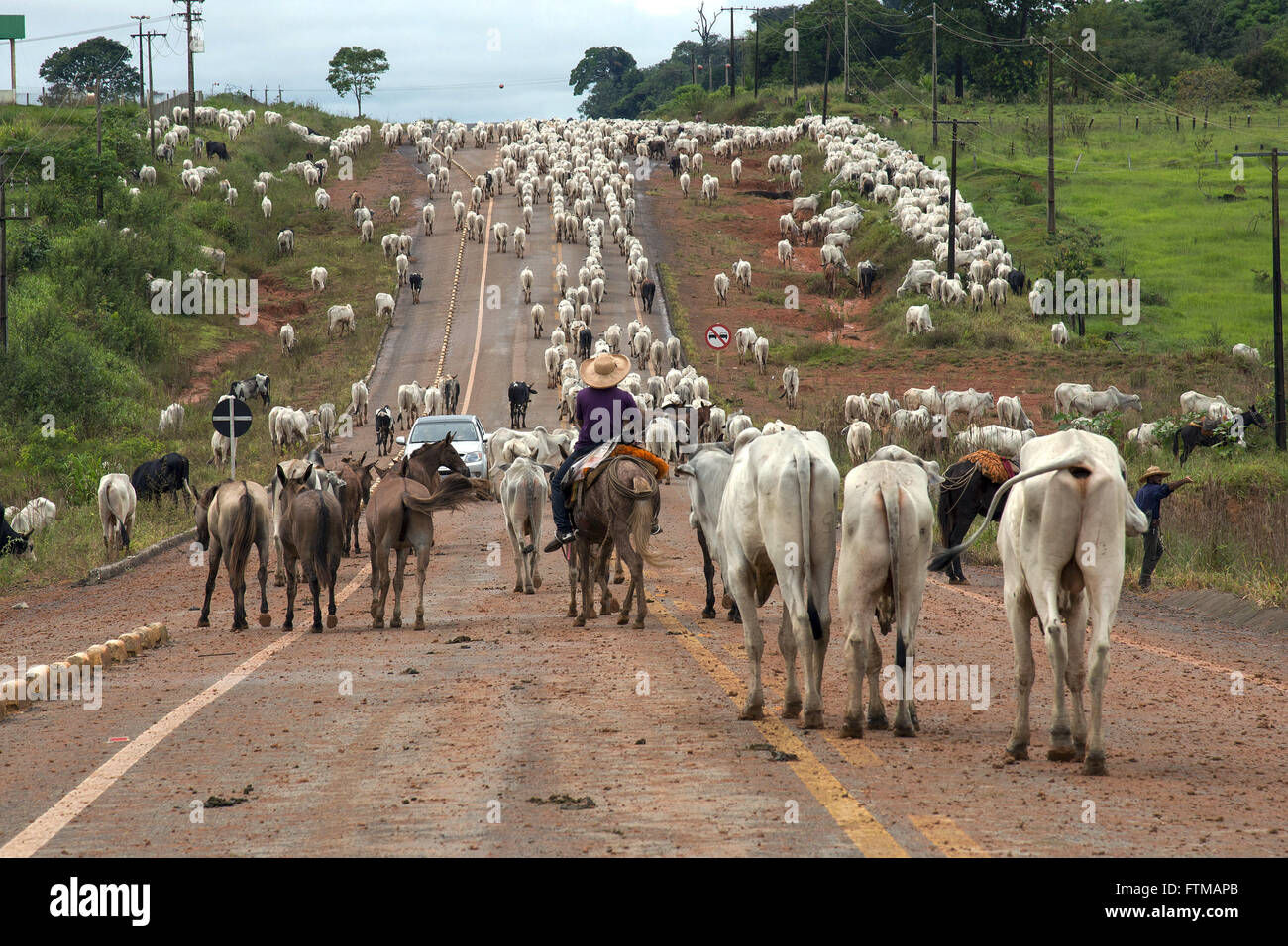 Entourage driving cattle in the MT-208 highway occupying the lanes of the road Stock Photo