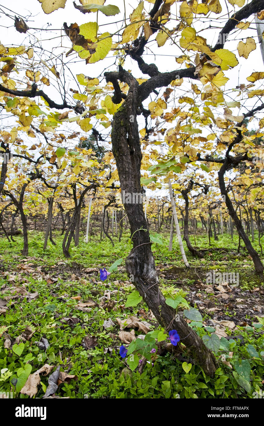 Detail of vineyard property in rural tourist roadmap Stone Paths Stock Photo